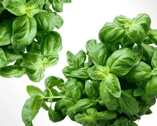 Kokusunda mutluluk var