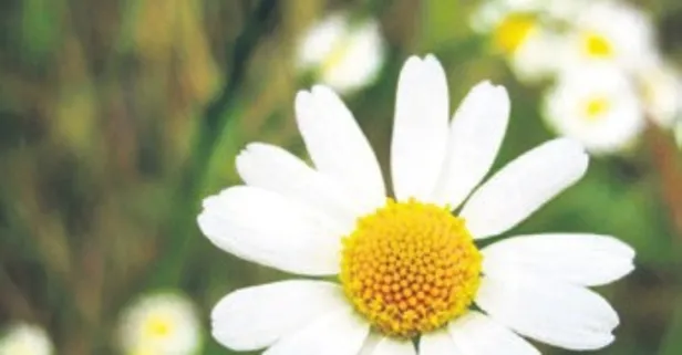 Soğuk algınlığına karşı bitkisel kalkan