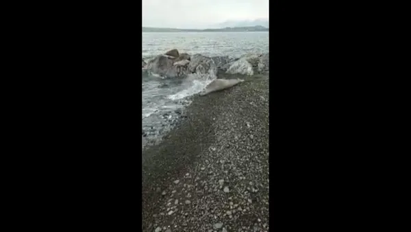 nesli-tukenme-tehlikesi-altinda-olan-akdeniz-foku-hatay-samandagda-goruldu-1644473953360.jpg Nesli tükenme tehlikesi altında olan Akdeniz foku Hatay Samandağ'da görüldü-4