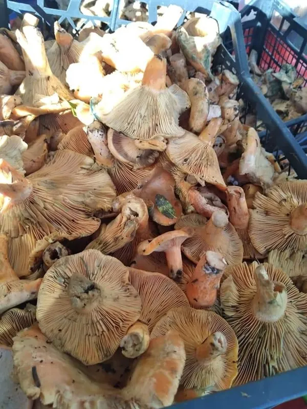 kilosu-160-tl-fiyati-duyan-cintar-mantari-toplamaya-ormana-kostu-1634032600715.jpg Kilosu 160 TL! Fiyatı duyan çıntar mantarı toplamaya ormana koştu-4