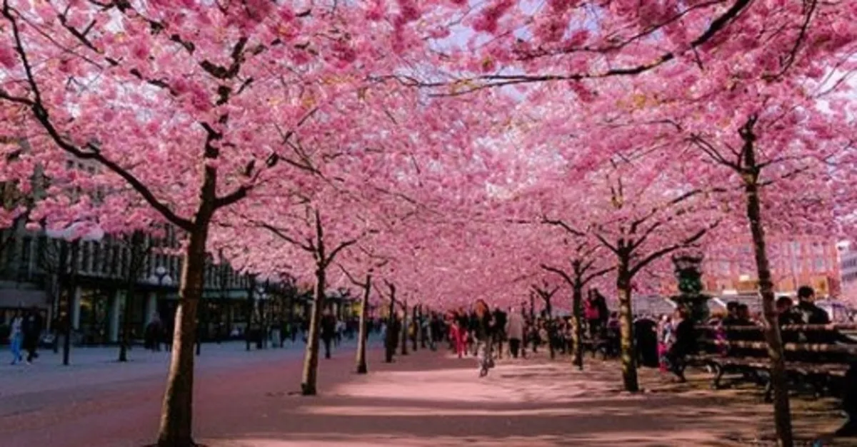 Sakura Turkiye De Yetisir Mi Kac Cesit Sakura Vardir Sakura Efsanesi Nedir Takvim