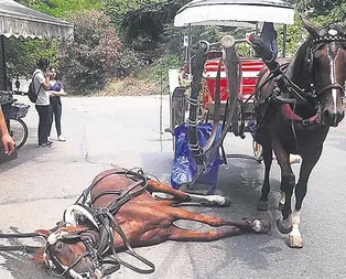 İstanbul Büyükadadaki atlarda Ruam hastalığı tespit edildi!