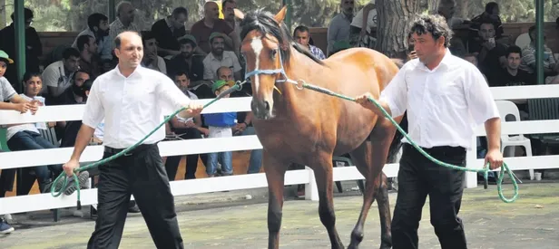 Taylara büyük ilgi