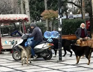 İstanbul’da sokak köpeklerinin terörü bitmiyor