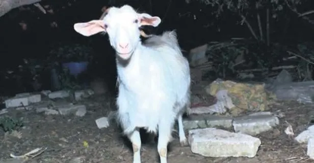 istanbul cekmekoy de bir keci boynuz