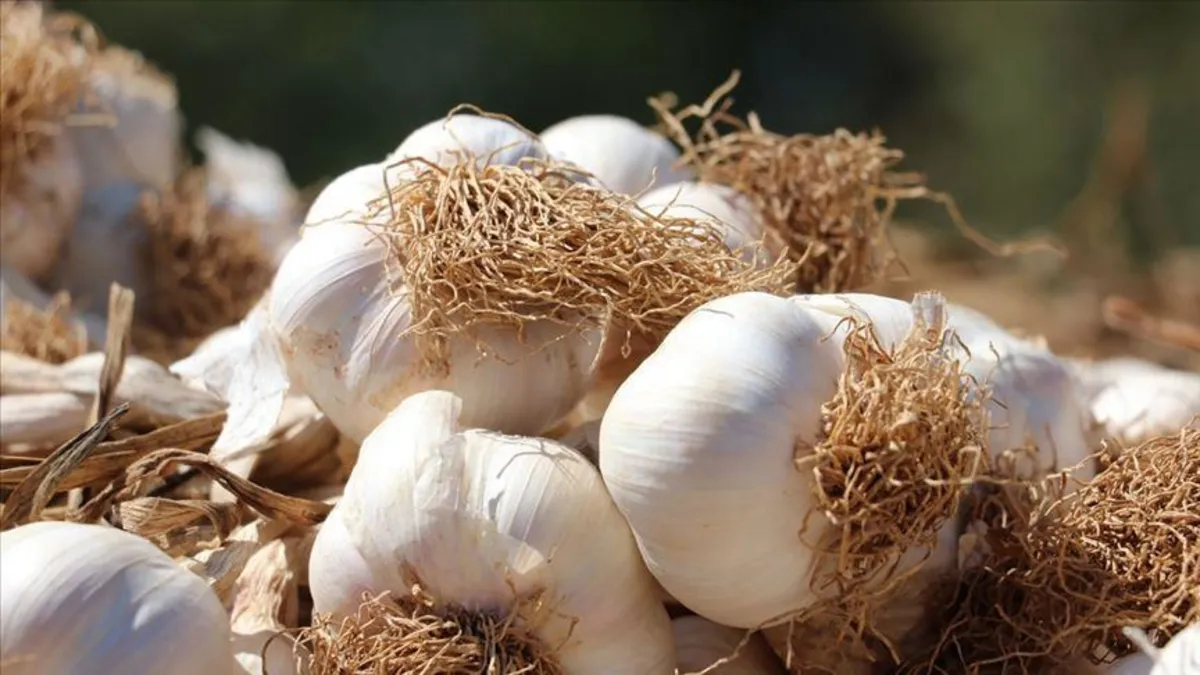 Doğal antibiyotik sarımsağın faydaları nelerdir? Nelere iyi gelir?