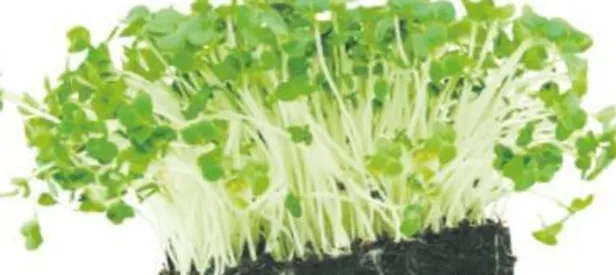 Sağlıklı beyne yeşil ışık yakın