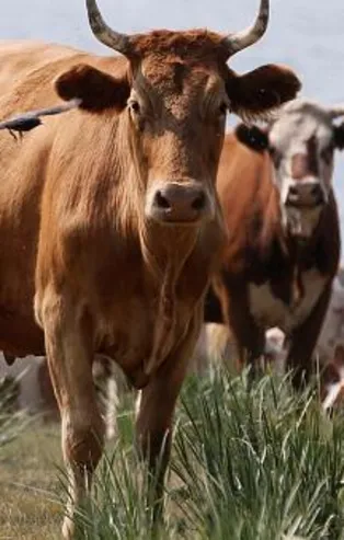 Hindistan’ın Uttar Pradeş eyaletinde inek kesen 7 kişi gözaltına alındı