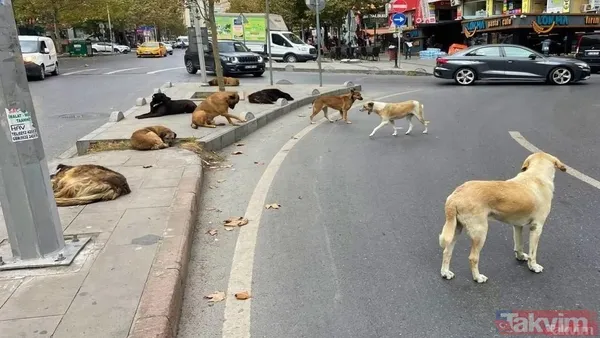 5 yılda çok canımız yandı! 2019'dan günümüze verilerle 'sokak köpeği' sorunu: Yitip giden canlar, kuduz vakaları, vurguncu mama lobisi - 2