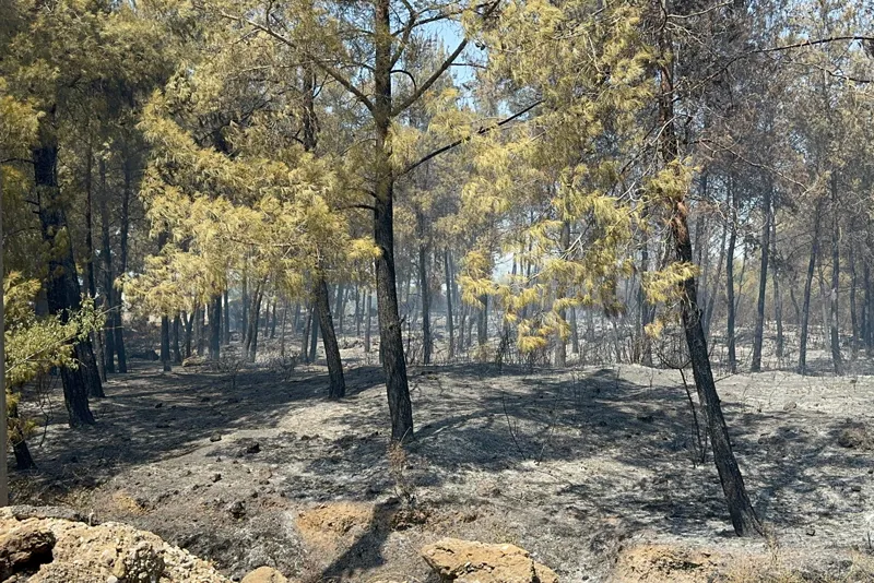 Antalya Aksu'da yerleşim yerine yakın alanda orman yangını!-5