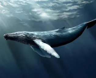 Bir kişinin Mavi Balina oynadığı nasıl anlaşılır? Mavi Balina oyunu nedir?