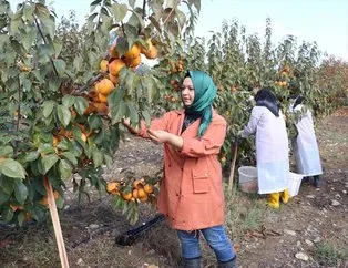 Hedefi 5 milyon lira kazanmak! KOSGEB’den 145 bin lira hibe alarak meyve kurutma tesisi kurdu Trabzon hurması kurutup ihraç ediyor