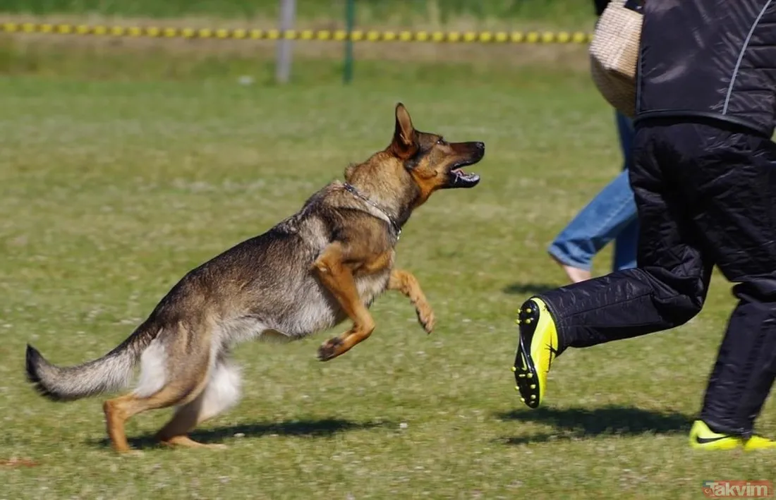 Rüyada köpek ısırması ne anlama gelir? Rüyada köpek ısırması neye