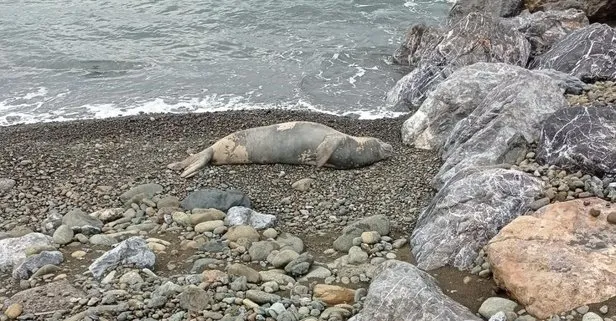 Nesli tükenme tehlikesi altında olan Akdeniz foku Hatay Samandağ’da görüldü
