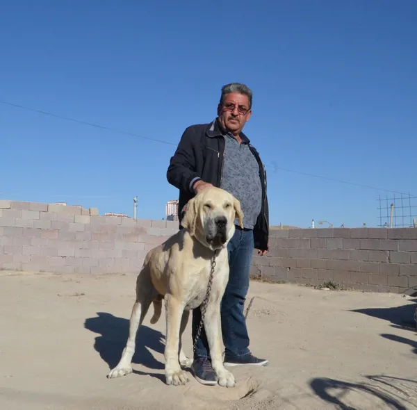 30-bin-tl-degerindeki-malakli-cinsi-kopegi-calindi-bulana-gorene-ve-haber-verene-yarim-altin-verecek-1633604197366.jpg 30 bin TL değerindeki 'Malaklı' cinsi köpeği çalındı! Bulana görene ve haber verene yarım altın verecek-8