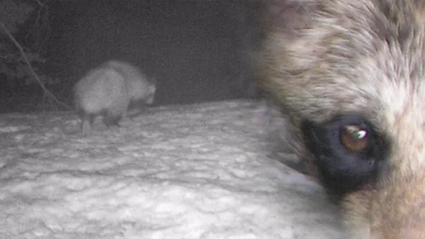 Son dakika: Korkutan gelişme! Türkiye'de ilk kez görüldü! Koronavirüsü insana bulaştıran ara tür olabilir!-2