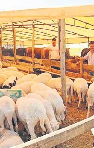 Fırsatçılar küçükbaşa da dadandı! Yaklaşan Kurban Bayramı'nı fırsat bilenler koyunları ağıllara kapattı