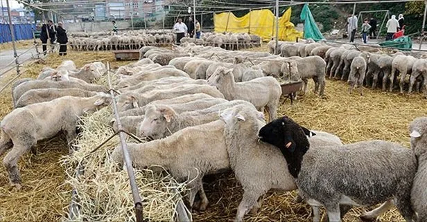 Hayvancılık işletmelerine yem desteği müjdesi!