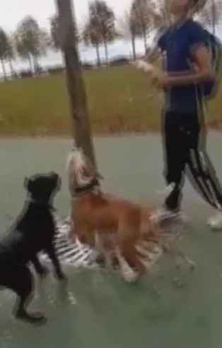 Maltepe'deki pitbull vahşetinde 3 gözaltı!