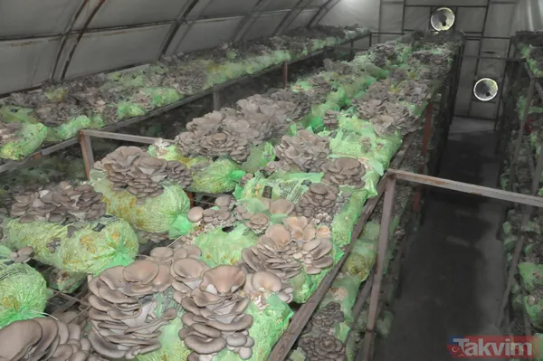 Emekli astsubay hobi olarak başladığı istiridye mantarı yetiştiriciliğinden yılda 520 bin lira kazanıyor - 10