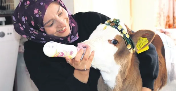 Evin bebeği buzağı Nisan