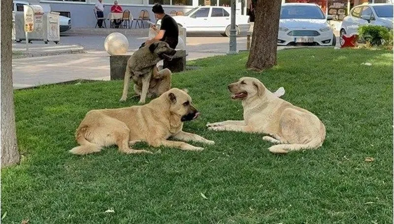 ankarada-basibos-kopekler-bu-kez-5-yasindaki-cocu-1724425286343.jpeg Bir başıboş köpek vakası da Ankara Gölbaşı'nda: 5 yaşındaki çocuğu sürükleyip yaraladı-6