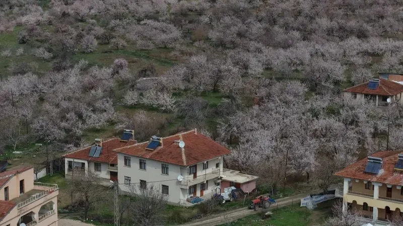 kayisi-bahceleri-gelinlik-gibi-bembeyaz-ureticinin-gozu-ilk-hasatta-1774689952076.jpeg Kayısı bahçeleri gelinlik gibi bembeyaz: Üreticinin gözü ilk hasatta-5