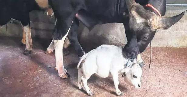 Cüce inek sadece 51 santim (Yaşam haberleri)