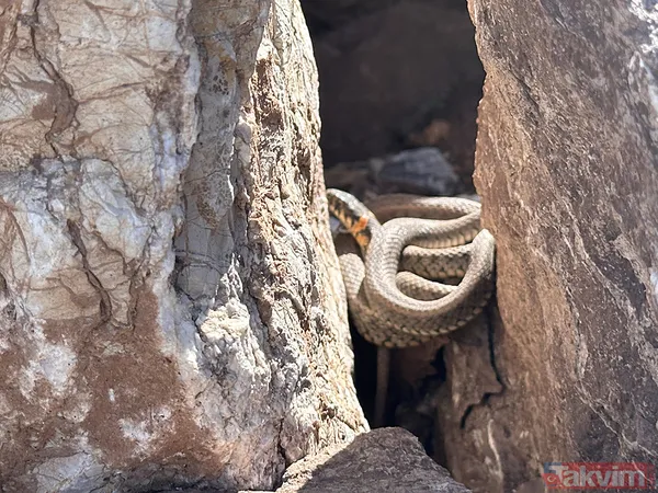 Brezilya'nın 'Yılan Adası' değil Türkiye! Sürü halinde güneşlendiler - 2