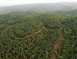 21 yılda Fransa’dan büyük orman yetişti