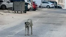 Şanlıurfa Halfetide 3 yaşındaki çocuğa sokak köpeği saldırdı