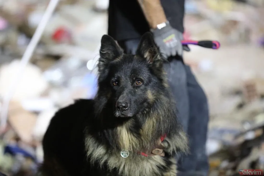 İzmir�deki 6,6 büyüklüğündeki deprem sonrası arama kurtarma köpekleri