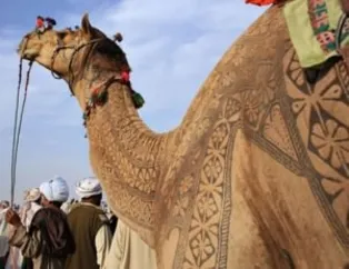 Hayran bırakan deve sanatı