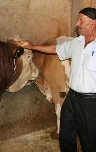 Bir tonluk kurbanlık 'Bayram', sahibinden internette satışta! İşte fiyatı...