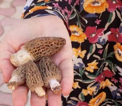 Kuzu göbeği fiyatları et fiyatlarını geçti-6