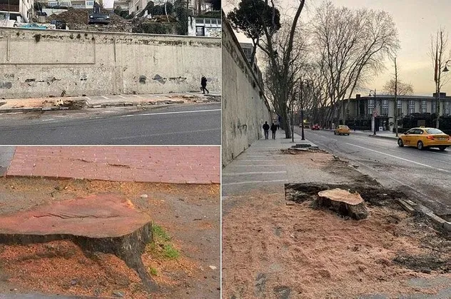 İBB’nin katlettiği 112 çınar ağacıyla ile ilgili konuşan Orman Mühendisi Levent Dikmen'den sert tepki: Cahilce kestiler
