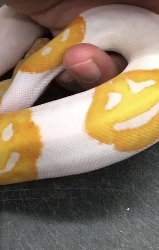 Yılandaki detayı gören gözlerine inanamıyor! Tam 8 yılını bunun için harcadı! Emoji desenli...