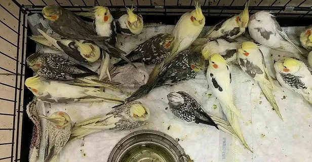 Yurda kaçak olarak sokulmak istenen 26 papağan ele geçirildi