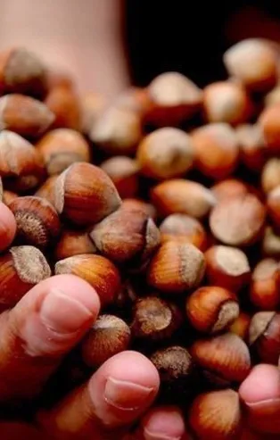 11 Mart 2021: Fındık fiyatları ne kadar oldu? 11 Mart il il fındık fiyatları listesi! Ordu, Giresun, Trabzon, Zonguldak...