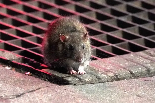 Son dakika: Koronavirüsten sonra yeni tehlike! Tam 55 farklı virüs taşıyor!-5