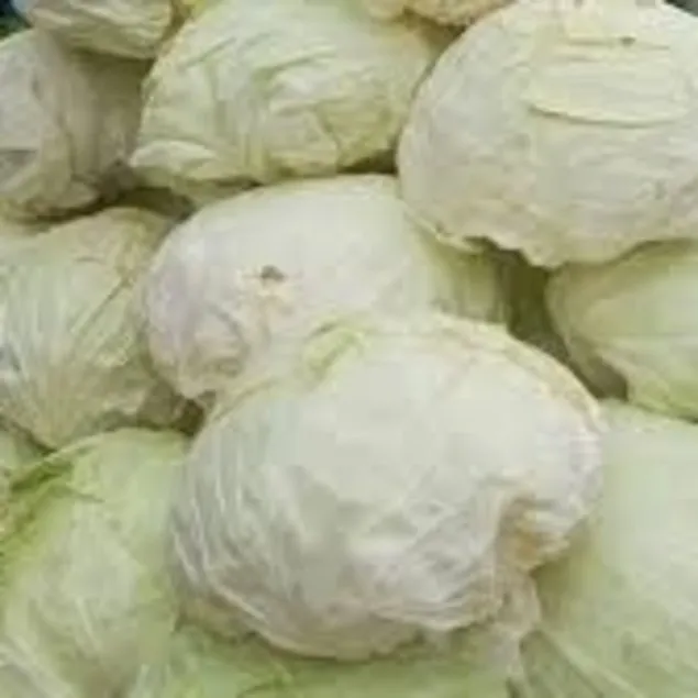 Sağlığa bir lahana