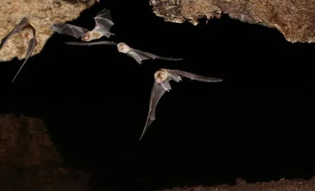 Koronavirüsle ilgili gizli belgeler ortaya çıktı! ABD ve Çin’in finanse ettiği deneyler…-4