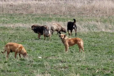 4 bakanlık harekete geçti! Başıboş köpek sorunu nasıl çözülecek? İşte madde madde yasa teklifi