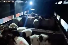 Küçükbaşların karın boşluklarında dikiş izi görüldü! Uyuşturucuyu saklama yöntemi şoke etti...