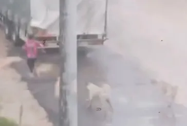 İnegöl'de başıboş köpek saldırısı kamerada!