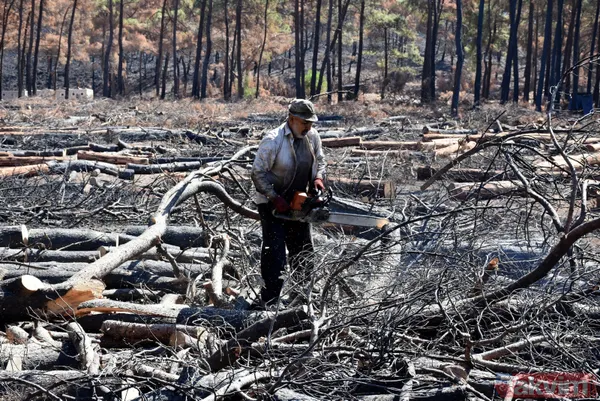 Yanan ormanlar ne olacak? Ağaçlandırma çalışması sonbaharda başlayacak - 9