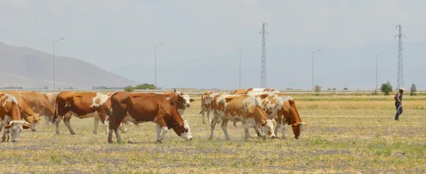 erzurumda-7-bin-lira-maasla-calisacak-yerli-coban-bulunamiyor-1627306476994.jpg Erzurum'da 7 bin lira maaşla çalışacak yerli çoban bulunamıyor-3