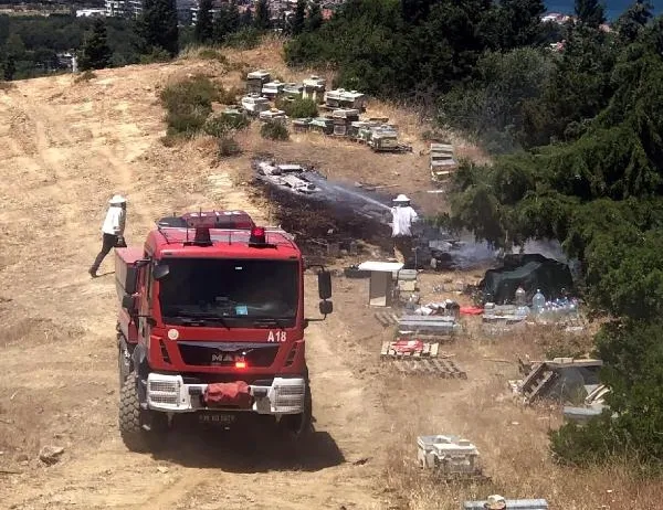 İzmir’de orman yangını! Müdahale başladı