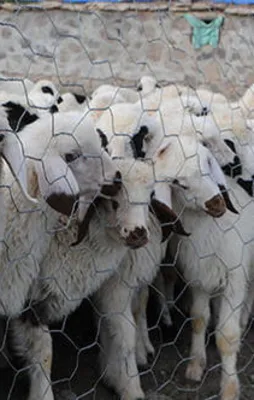 6 bin lira maaşla çalışacak işçi arıyorlar