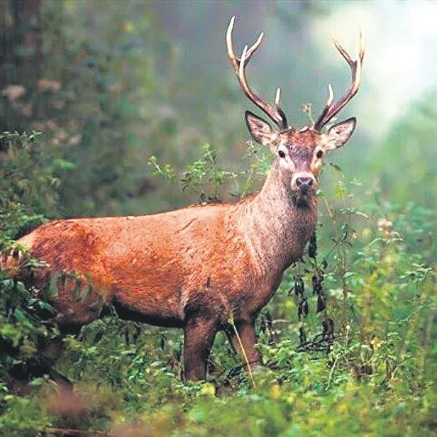 adanada-ailenin-mucize-kurtulusu-3-yasindaki-muhammet-annesini-uyandirdi-felakete-engel-oldu-1647033932596.jpeg Adana'da ailenin mucize kurtuluşu! 3 yaşındaki Muhammet annesini uyandırdı felakete engel oldu-5